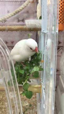 七草の記事動画