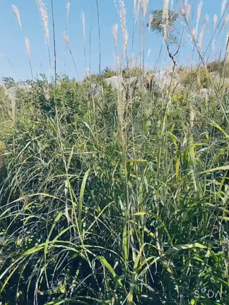 天空の大地なるは❣️in平尾台❣️絶景度数360度!!❣️の記事動画