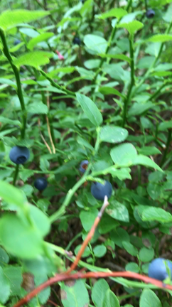 プチ住んでる気分のヘルシンキPrincess Holiday 【ムーミン谷てブルーベリー摘み編】の記事動画