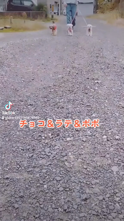 我が家の愛犬の記事動画