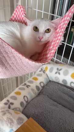 保護猫のはくちゃんの記事動画