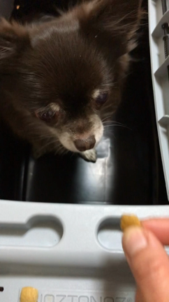 チワワちゃんのテイスティングの記事動画