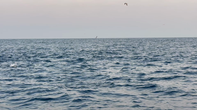 釣果の記事動画