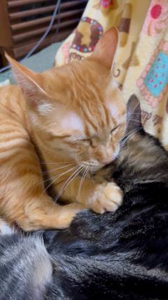 ＊あなごのあんよチャリティー〜２月の記事動画