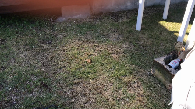 ワイルドすぎる！ハチの駆除！の記事動画