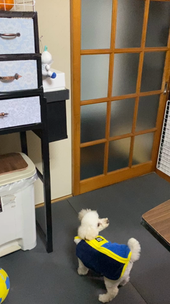 すいたんが気にくわない？犬の記事動画