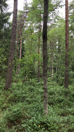 プチ住んでる気分のヘルシンキPrincess Holiday 【ムーミン谷てブルーベリー摘み編】の記事動画