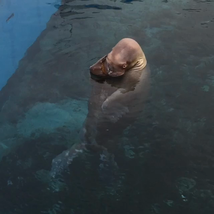 シーパラで出会ったセイウチさん♡の記事動画