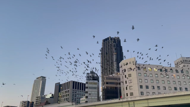 ひとつまみの輝きが笑顔のつながりに♡の記事動画