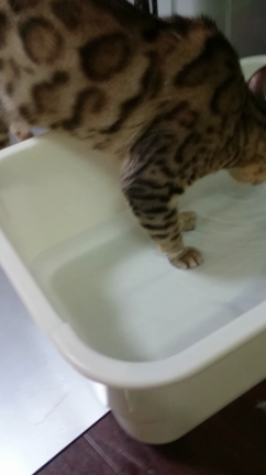 ベンガル猫の水遊び………(´・ω・`)(  ；∀；)（  ＴДＴ）の記事動画