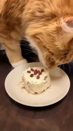 癒し動画♫の記事動画