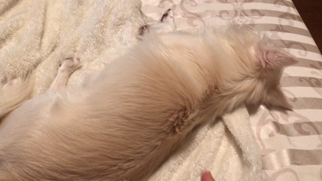 最近のお家ごはん！の記事動画