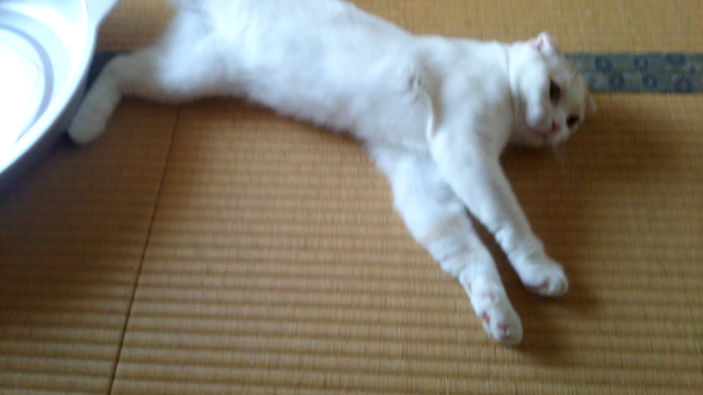 にゃんこよ・・・(=ﾟωﾟ=)の記事動画