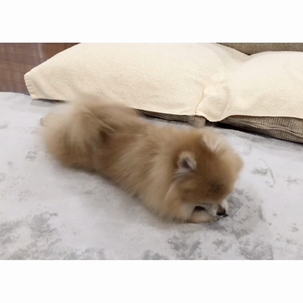 あかりん、盛り上がるの記事動画