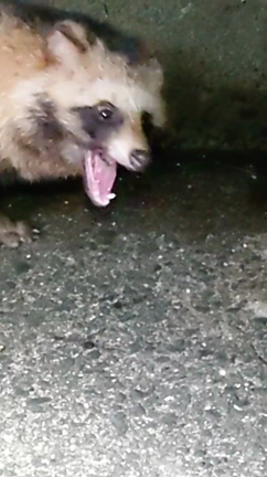 令和狸合戦ぽんぽこ②の記事動画