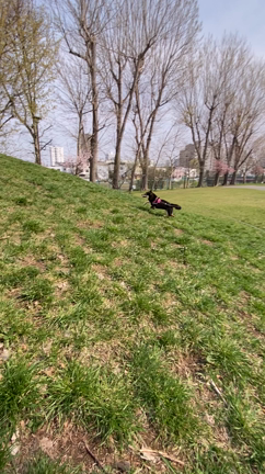 黒柴あずきから唐突のお誘い…。の記事動画