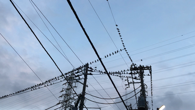 107　今日は「盗難防止の日」（ びっくり！したこと  ^^&#59; ）の記事動画