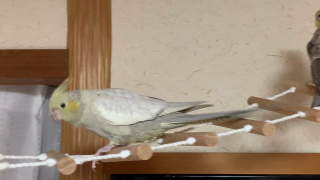えっ？しゃべるの？の記事動画
