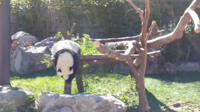 ☆和歌山　アドベンチャーワールド　動画　パンダ編の記事動画