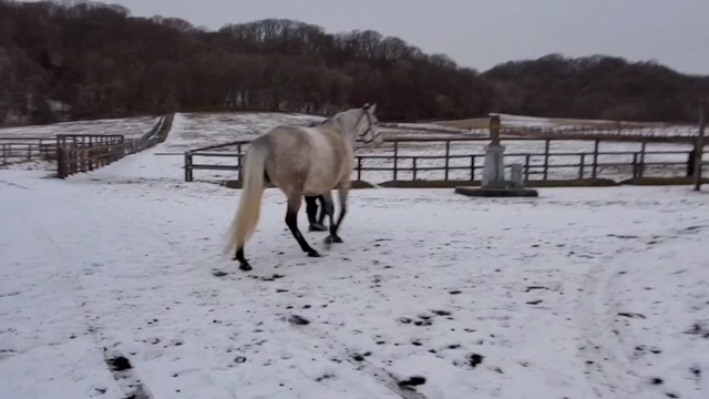 サンライズシェル出産間近の記事動画