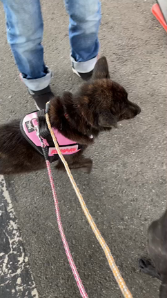 5月28日譲渡会ご報告の記事動画