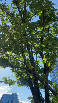 ８月突入…(*ﾟ▽ﾟ)ﾉの記事動画