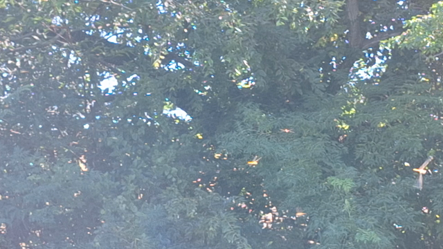 小さい秋見つけたの記事動画