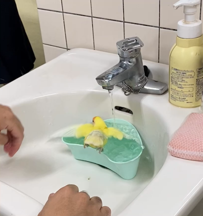 暑い毎日　オカメインコのレモンちゃん乗り切る作戦の記事動画