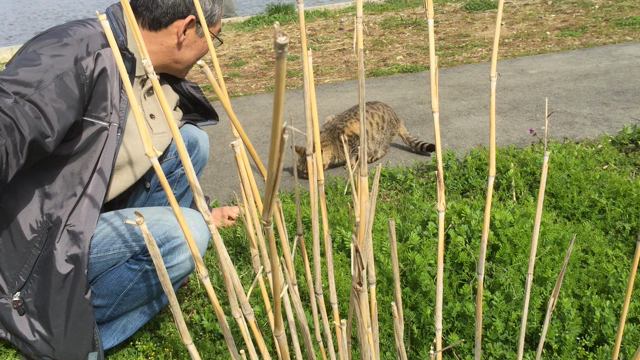 ねこたんの記事動画