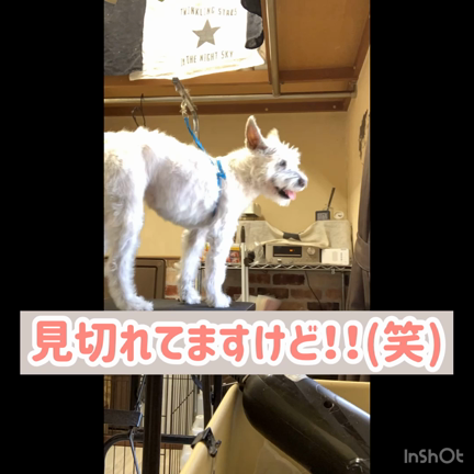 ⸜6/20 ☆ お客様わんちゃんのご紹介⸝の記事動画