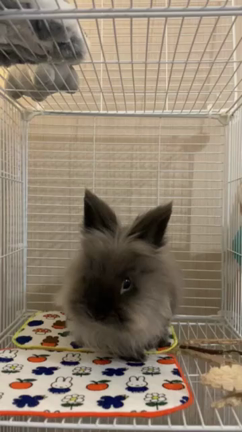 またきたよ！！！の記事動画