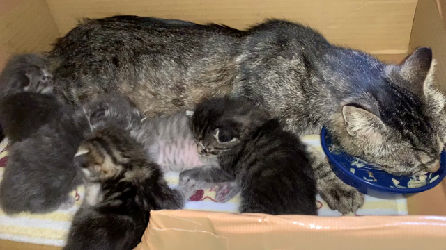 新しい生命つぎつぎと( ﾟДﾟ)の記事動画