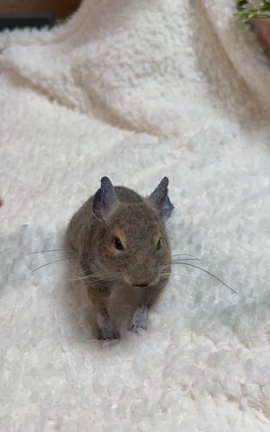 デグたん羊毛フェルトになったよ | 羊毛フェルト／アトリエかんな