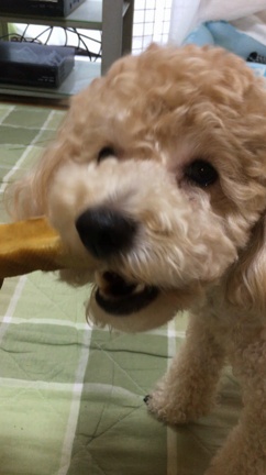 手作りパンの記事動画