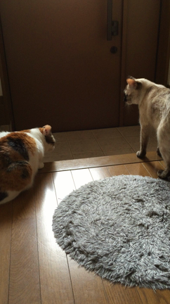 やまにゃんさんのプロフィールページ