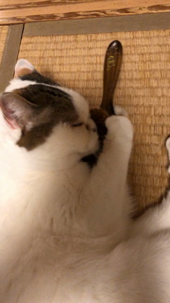 ブラッシングぶらんの記事動画