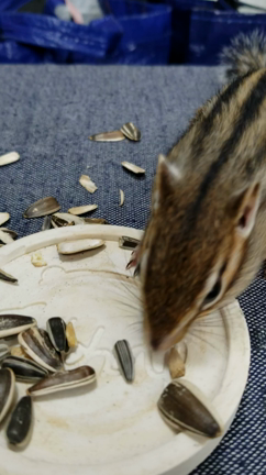 謎の芽が…犯人はコヤツですの記事動画