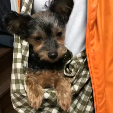 カンガルー？？？の記事動画