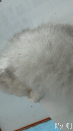 ペルシャくんとどんぶりの記事動画