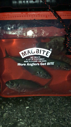 徳島アジング 25  〜マッカムのシーズン〜の記事動画