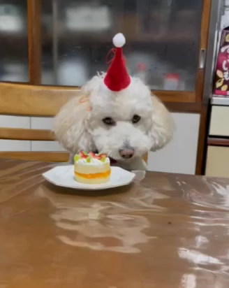 MerryX‘mas&happy birthdayの記事動画