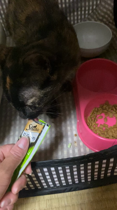 第2回　TNR(富合町)の記事動画