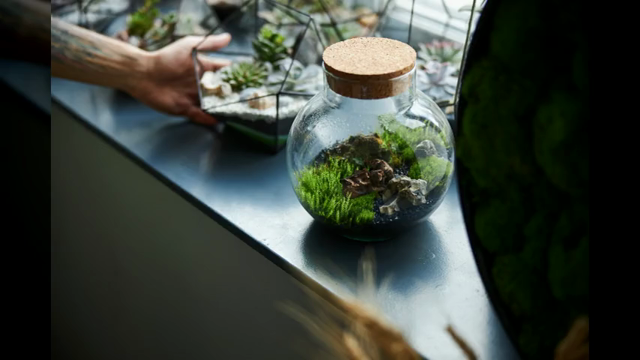 透明なガラスの中にある小さい生態系のテラリウムの作り方の記事動画