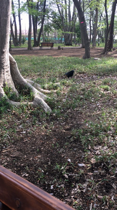 魂の願いに沿って…あらがわないことを意識してみたの記事動画