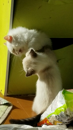 もういい加減にしなさい！の記事動画