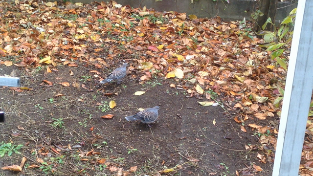 大晦日の記事動画