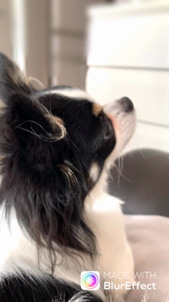 パワハラ部長（ボス）を庇う社長。の記事動画