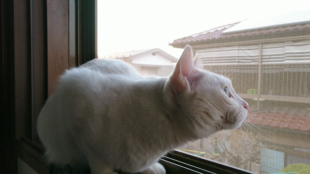 ハナさん動画  思わず声が…編の記事動画