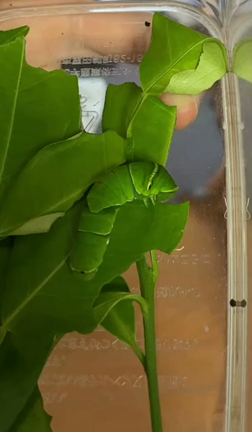 ♪vol.153  ア○○○○○の赤ちゃん♪の記事動画