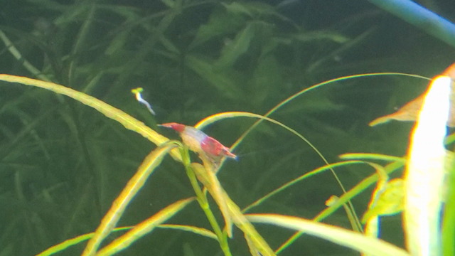 【日常】これがエビ天国エビィランドやで！【アクアリウム】の記事動画